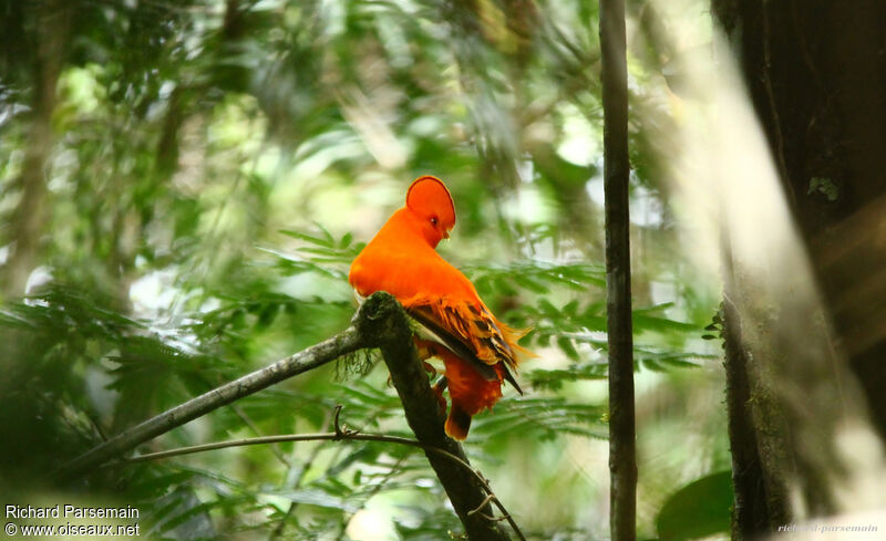 Guianan Cock-of-the-rock male adult