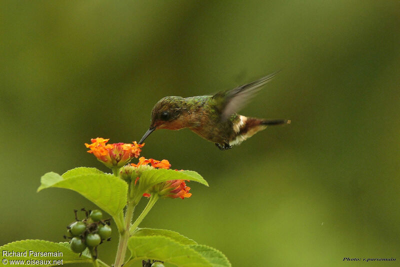 Tufted Coquette female adult