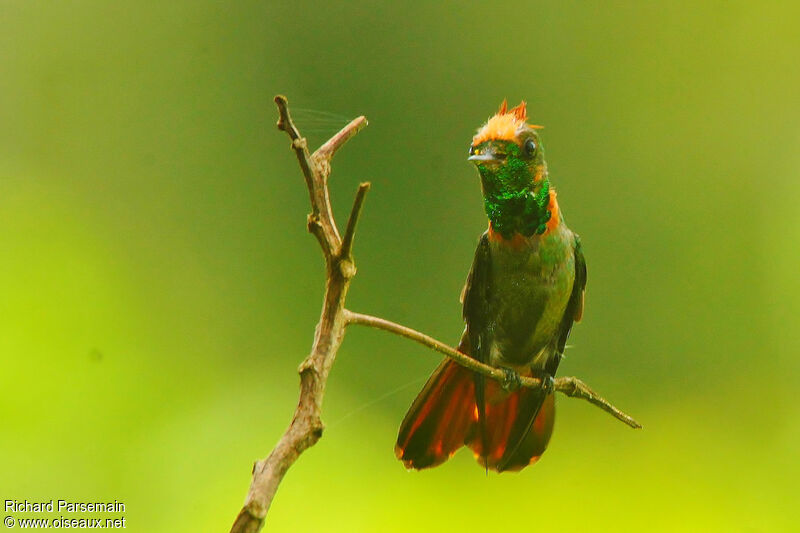 Tufted Coquette male adult