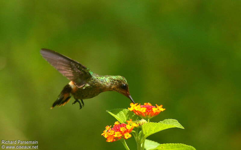 Tufted Coquette female adult