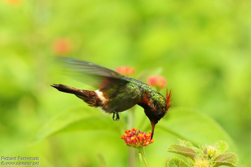 Tufted Coquette male adult