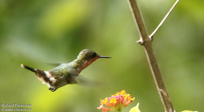 Tufted Coquette female adult