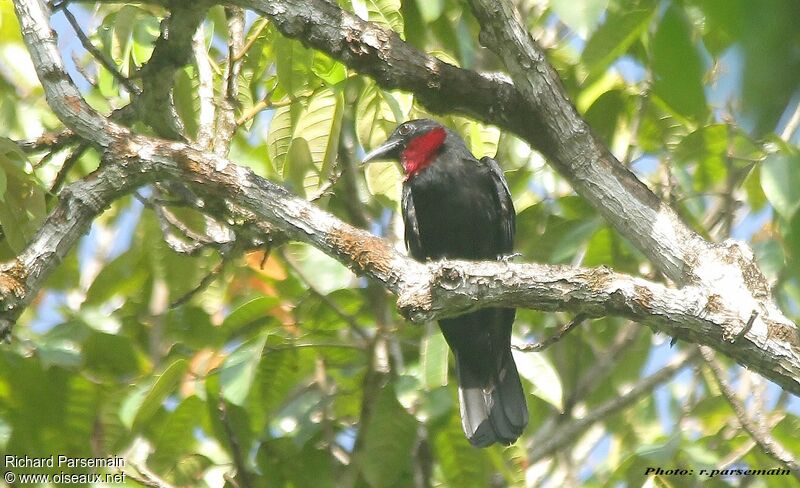 Purple-throated Fruitcrowadult