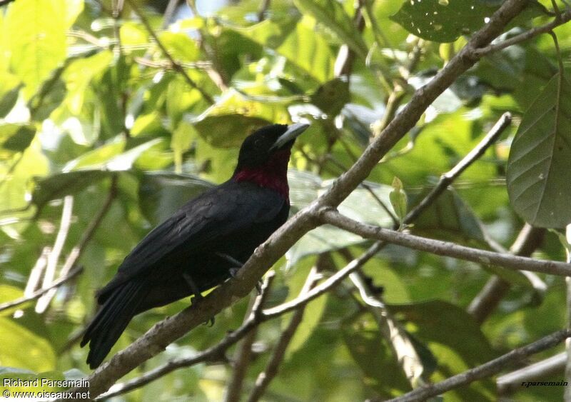 Purple-throated Fruitcrow