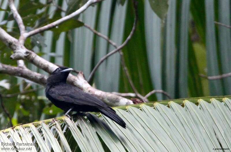 Purple-throated Fruitcrowimmature, identification