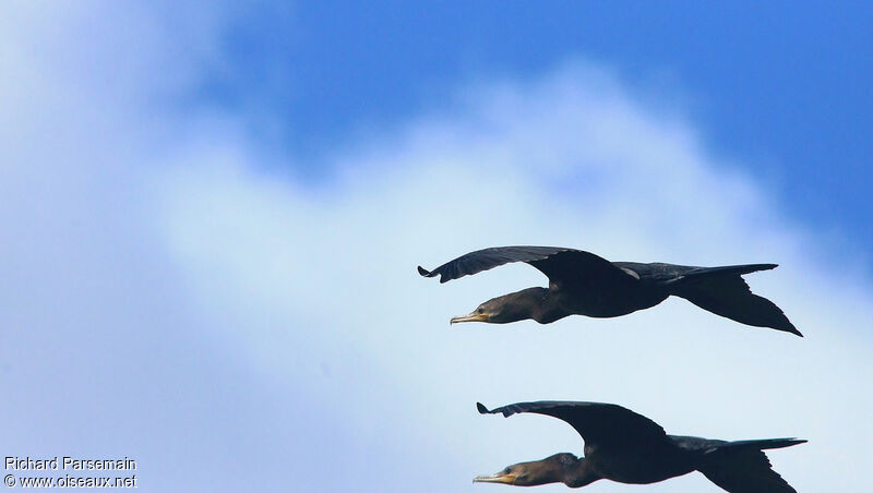 Neotropic Cormorantadult