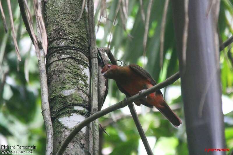 Guianan Red Cotinga female adult