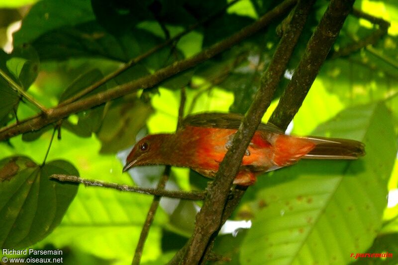 Cotinga ouetteadulte