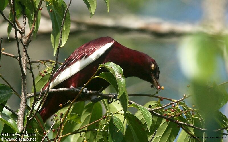 Pompadour Cotinga male adult