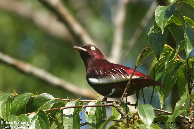 Pompadour Cotinga male adult