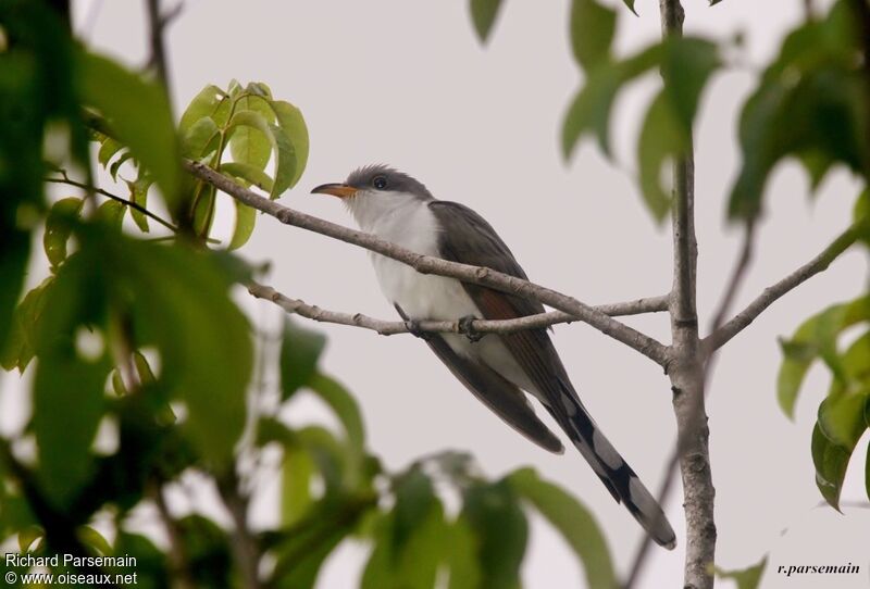 Yellow-billed Cuckooadult