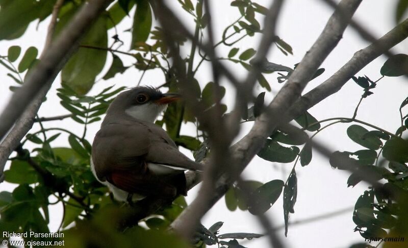 Yellow-billed Cuckooadult