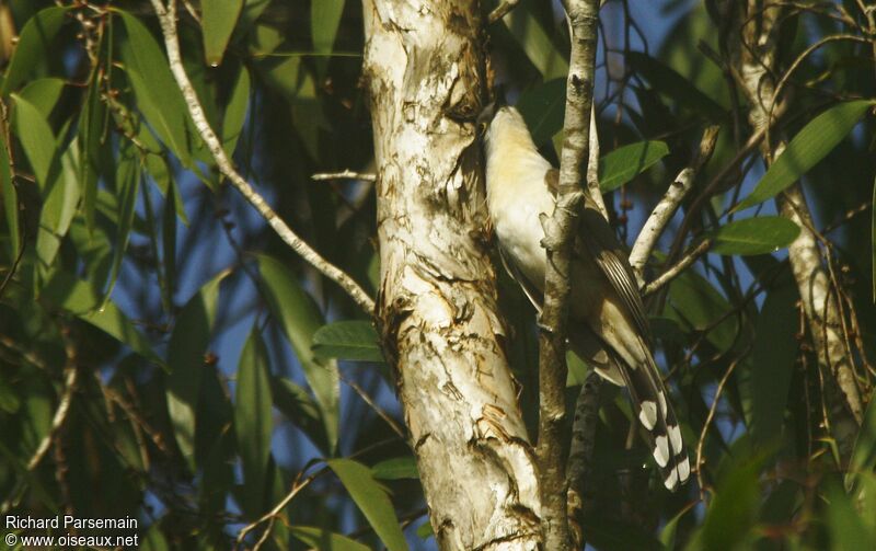 Dark-billed Cuckooadult