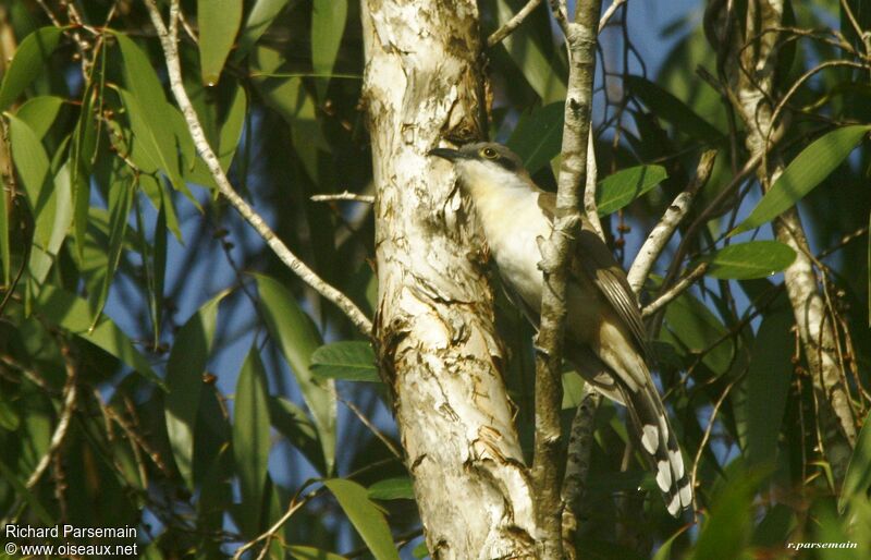 Dark-billed Cuckooadult