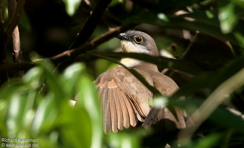 Dark-billed Cuckooadult