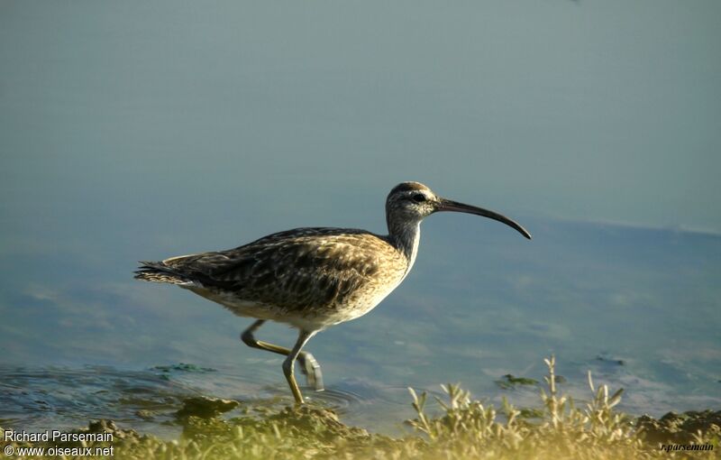 Hudsonian Whimbreladult