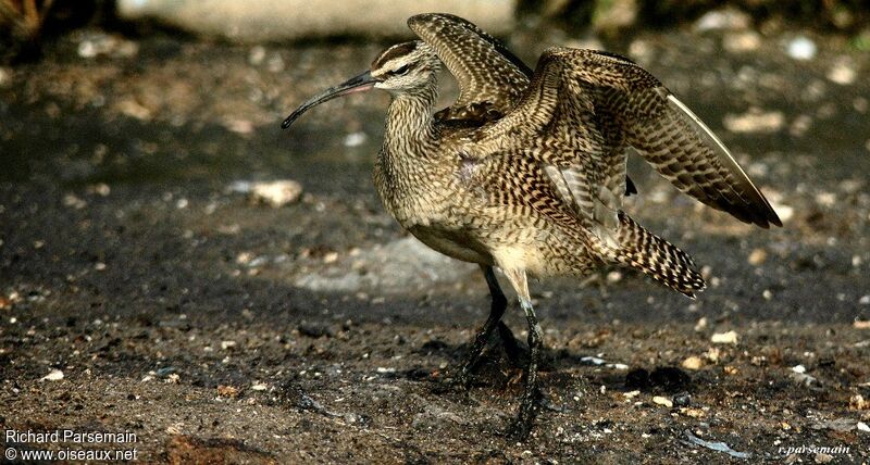 Hudsonian Whimbreladult