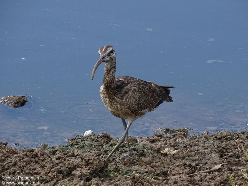 Hudsonian Whimbreladult, walking, eats