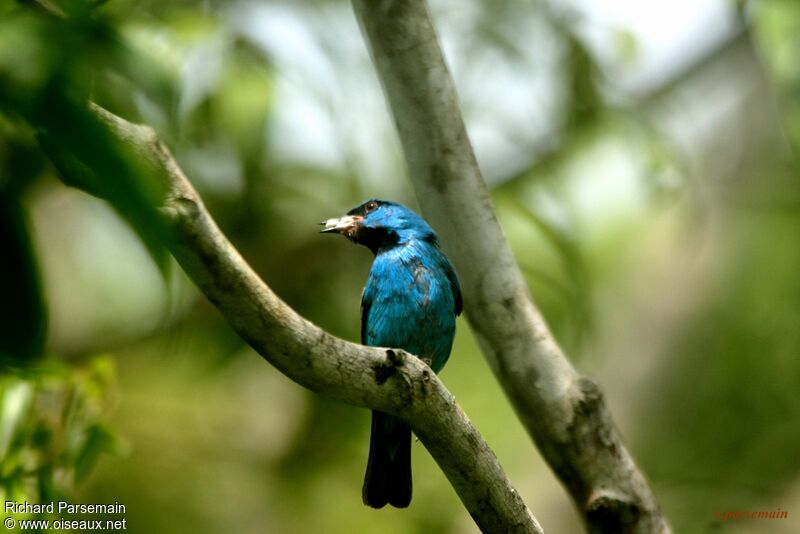 Blue Dacnis male adult