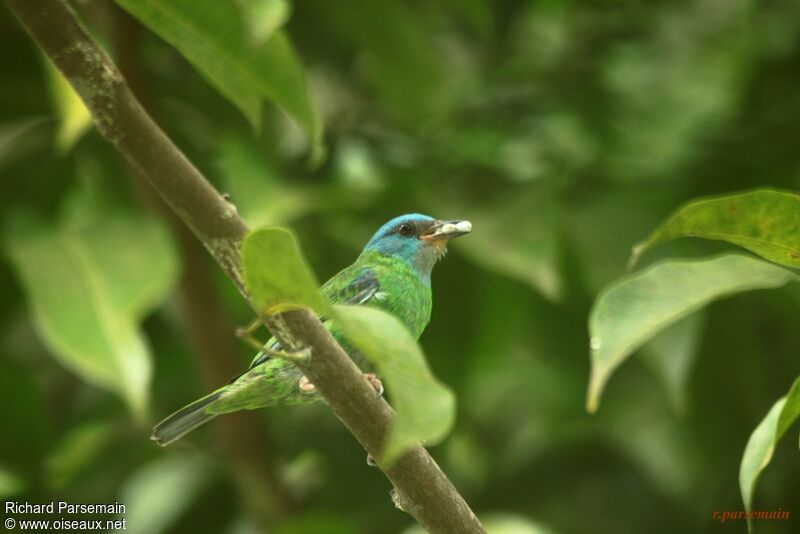 Blue Dacnis male adult