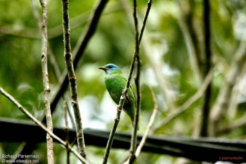 Dacnis bleu femelle adulte