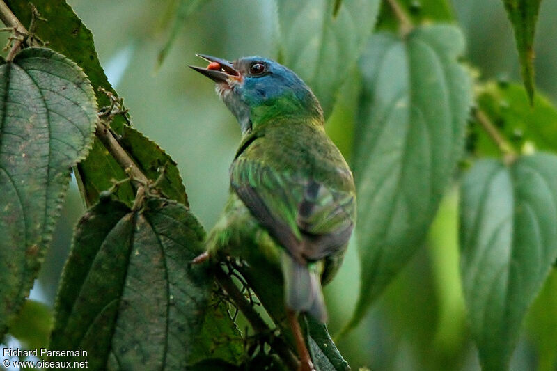 Dacnis bleu femelle