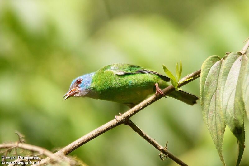 Dacnis bleu femelle adulte