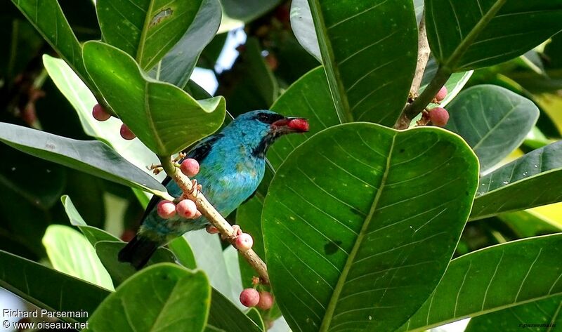 Dacnis bleu