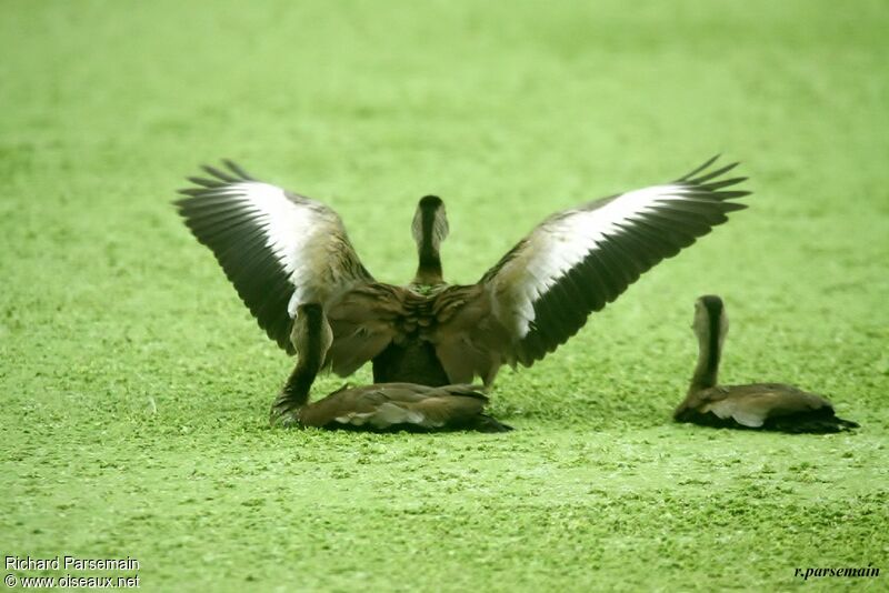 Black-bellied Whistling Duckadult