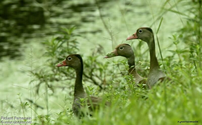 Black-bellied Whistling Duckadult