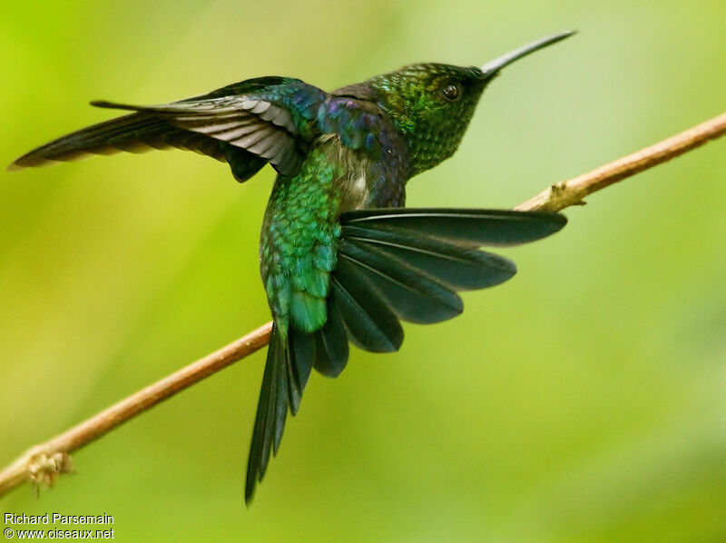 Fork-tailed Woodnymph male adult