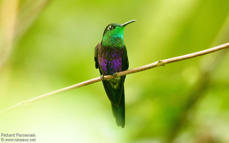 Fork-tailed Woodnymph male adult