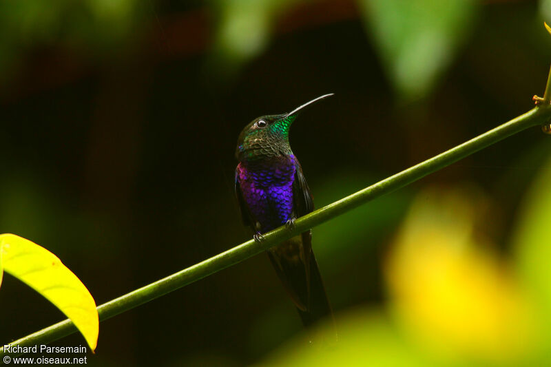 Fork-tailed Woodnymph male adult