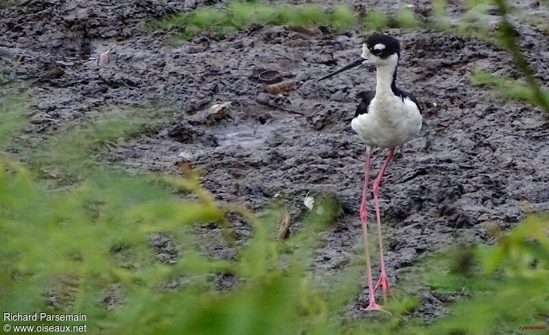 Black-necked Stiltadult