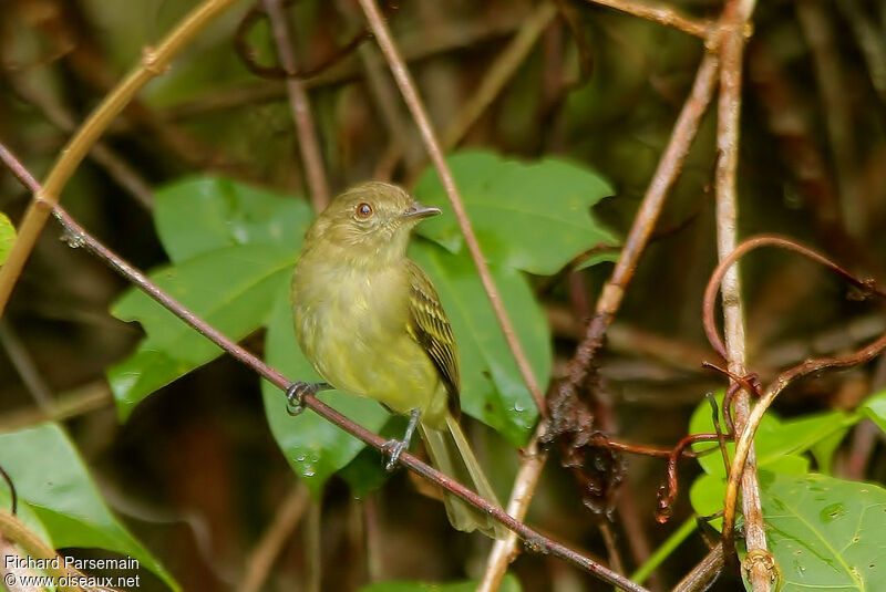 Yellow-crowned Elaeniaadult