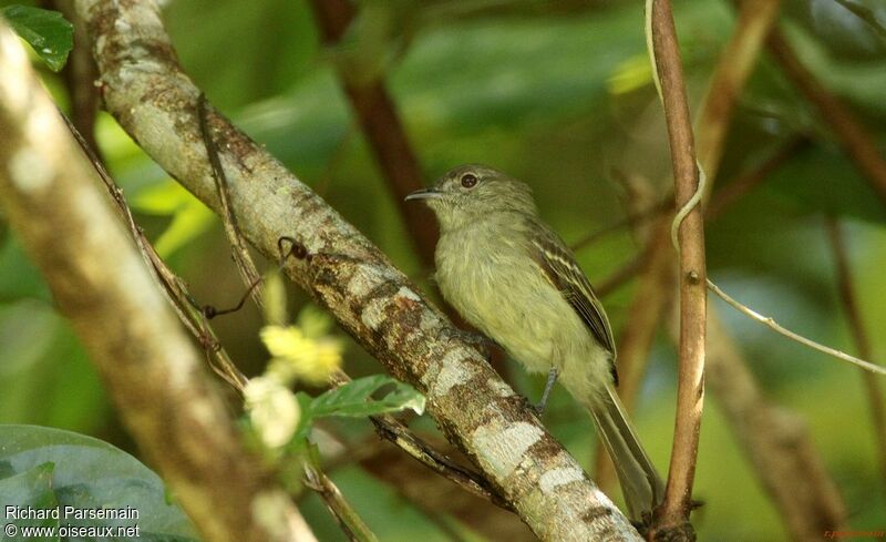 Yellow-crowned Elaenia