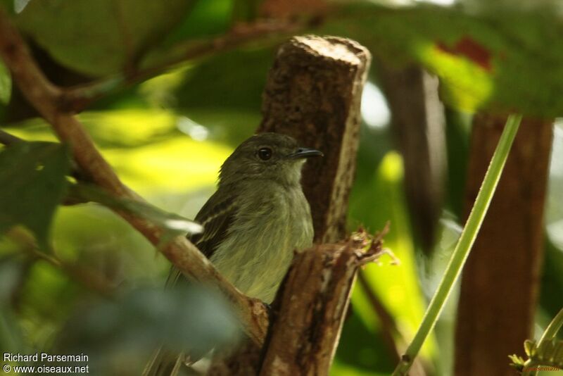 Yellow-crowned Elaenia