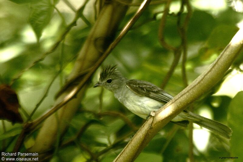 Yellow-bellied Elaeniaadult