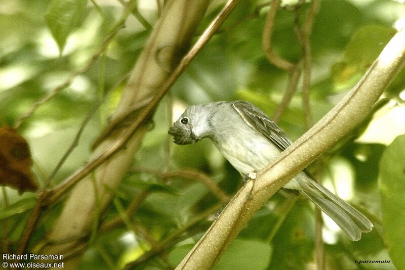 Yellow-bellied Elaenia