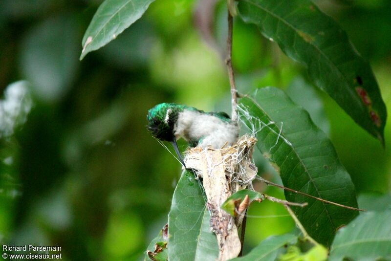 Blue-tailed Emerald female adult