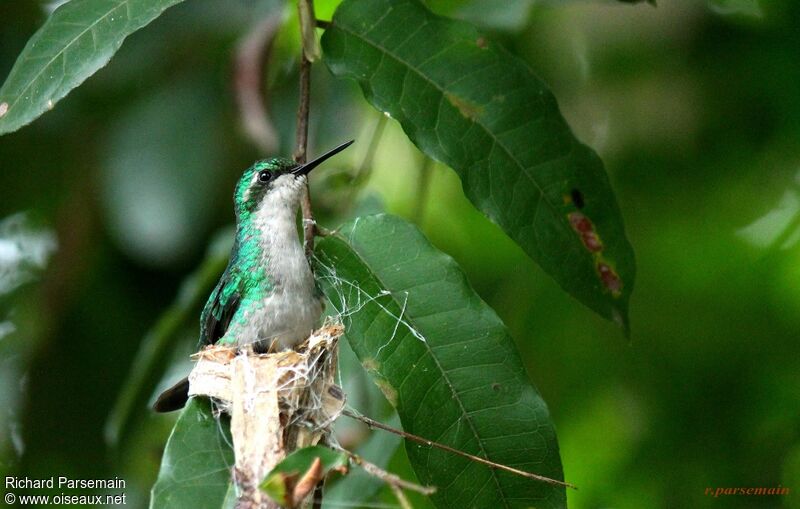 Blue-tailed Emerald female adult, Reproduction-nesting