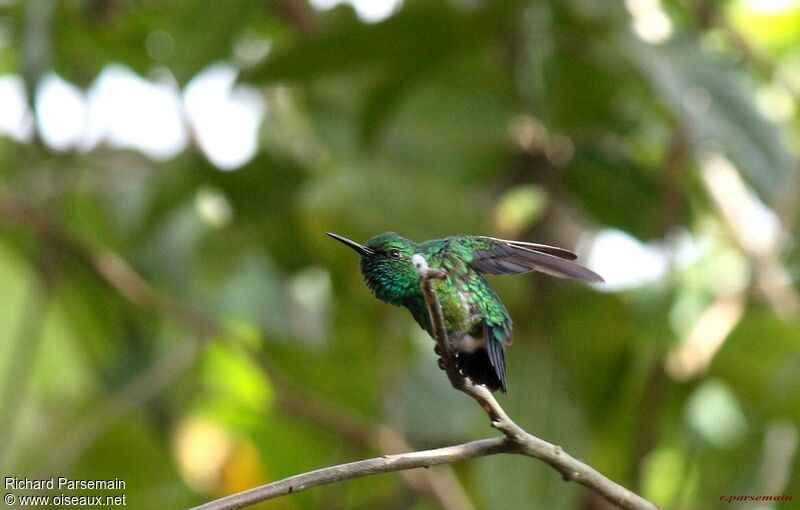 Blue-tailed Emerald