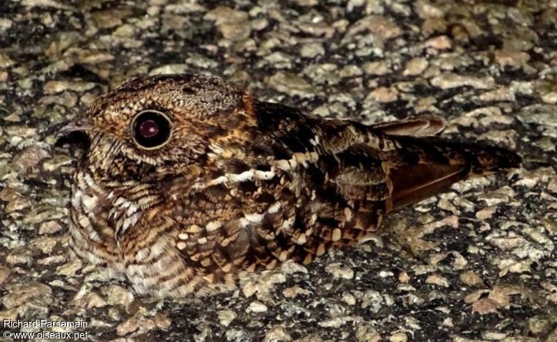 Spot-tailed Nightjaradult