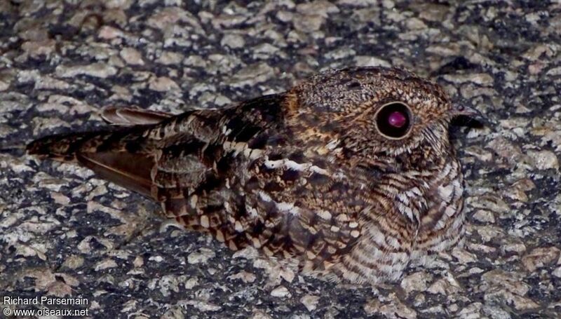 Spot-tailed Nightjaradult