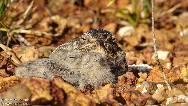 Lesser Nighthawk female adult