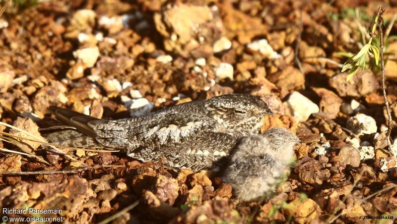 Lesser Nighthawk female adult, Reproduction-nesting