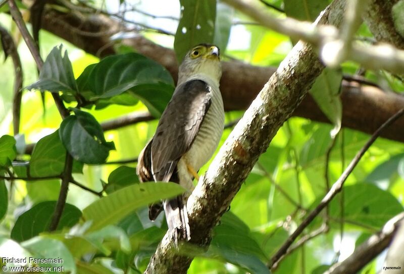 Tiny Hawkadult