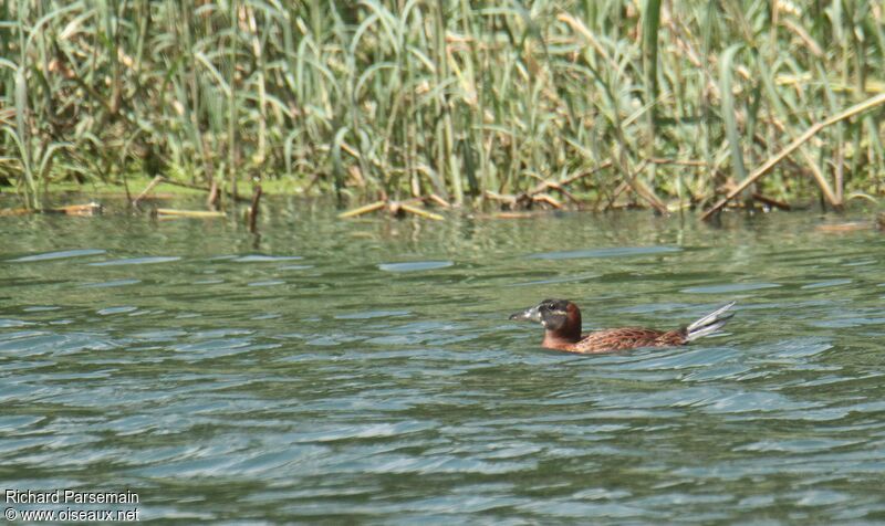 Masked Duckadult, Flight