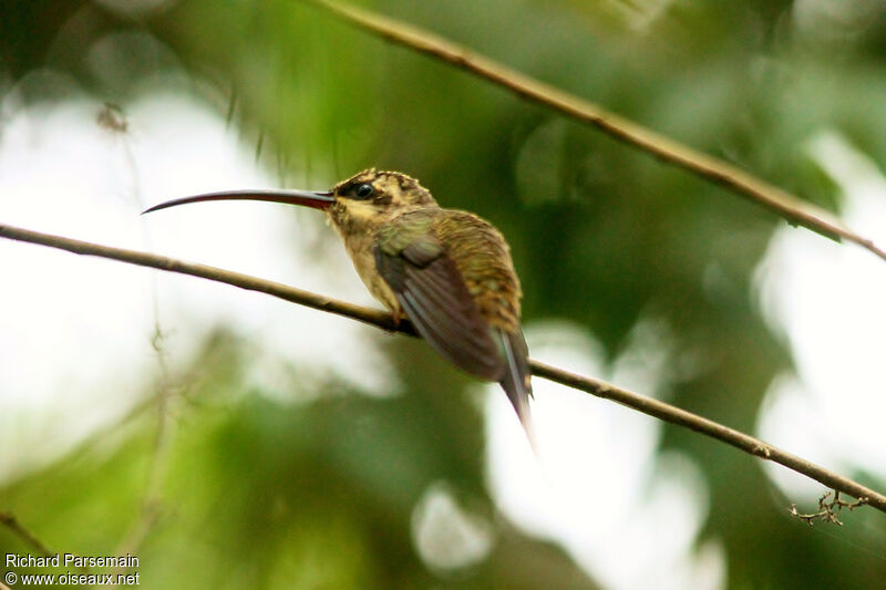 Great-billed Hermitjuvenile