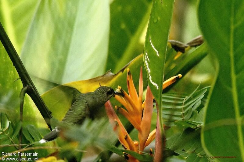 Rufous-breasted Hermitadult